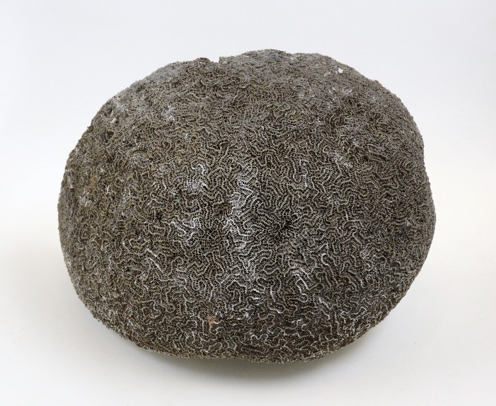 Fossilized Coral