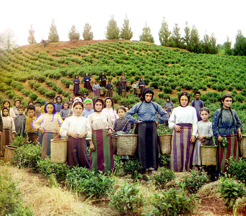 ჩაის კულტურის განვითარების ისტორიიდან აჭარაში